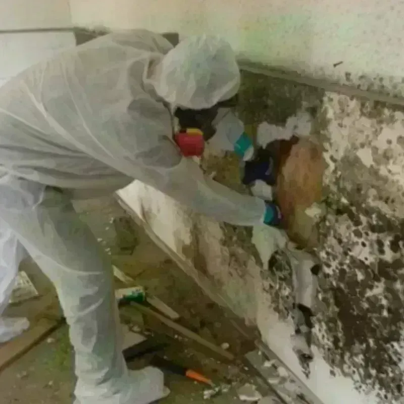 Mold Remediation and Removal in Parker, SC